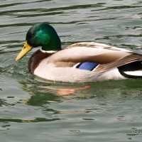 Mallard